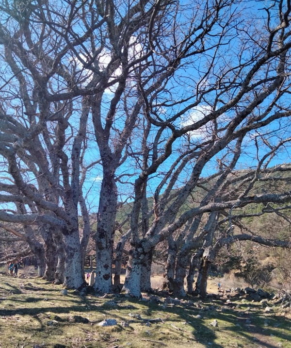 arboles.jpeg
