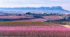 Valle morisco de Ricote, floración de Cieza  y Caravaca de la Cruz