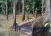 Región del Área de Manejo Especial La Macarena (AMEM, Amazonía Colombiana): Derechos Humanos y Cambio Climático